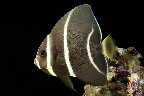 picture of Grey Angel Adult Med                                                                                 Pomacanthus arcuatus