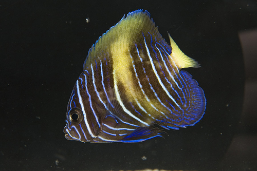 picture of Maculosus Angel Juvenile Tank Raised Sml                                                             Pomacanthus maculosus