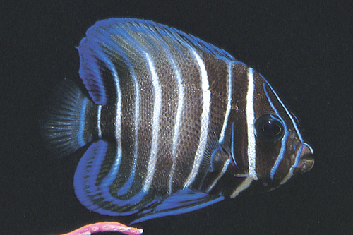 picture of Six Bar Angel Juvenile Lrg                                                                           Pomacanthus sexstriatus