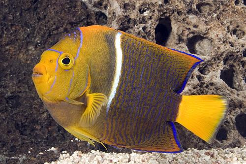 picture of Passer Angel Tank Raised M/S                                                                         Holacanthus passer