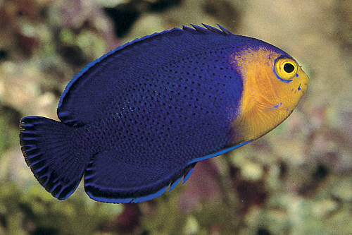 picture of Atlantic Pygmy Angel                                                                                 Centropyge argi