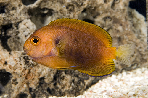 picture of Fisher's Pygmy Angel Hawaiian Med                                                                    Centropyge fisheri