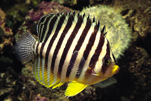 picture of Multi Barred Angel Sml                                                                               Centropyge multifasciata