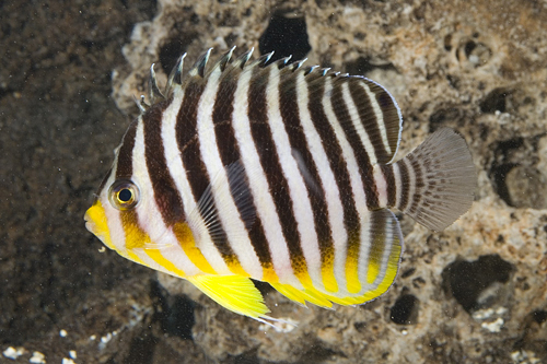 picture of Multi Barred Angel Med                                                                               Centropyge multifasciata