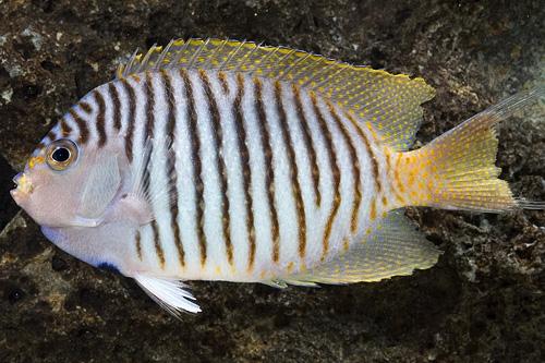 picture of Zebra Swallowtail Angel Male Lrg                                                                     Genicanthus melanospilos