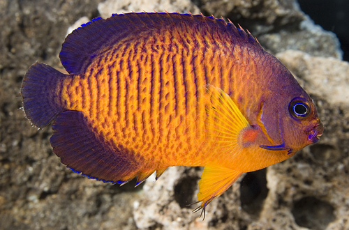 picture of Coral Beauty Angel Tahiti Med                                                                        Centropyge bispinosus