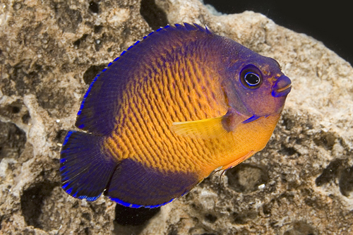 picture of Coral Beauty Angel Tonga Lrg                                                                         Centropyge bispinosus