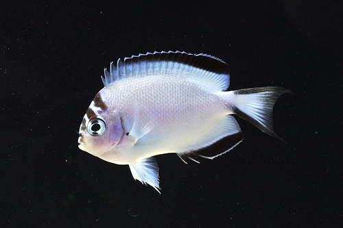 picture of Watanabie Angel Female Australia Sml                                                                 Genicanthus watanabei