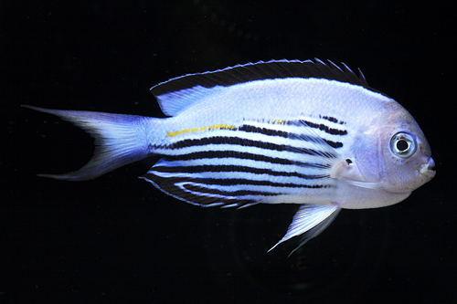 picture of Watanabie Angel Male Australia Sml                                                                   Genicanthus watanabei