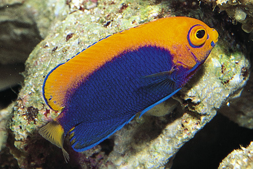 picture of Flame Back Angel Med                                                                                 Centropyge aurantonotus