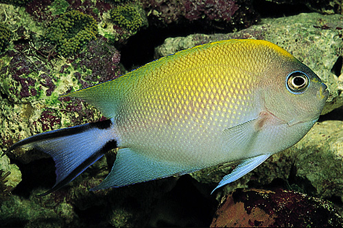 picture of Japanese Swallowtail Angel Sml                                                                       Genicanthus melanospilos