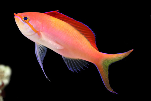 picture of Dispar Anthias Sml                                                                                   Mirolabrichthys dispar