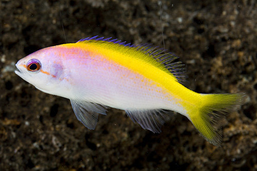 picture of Evansi Anthias Sml                                                                                   Pseudanthias evansi 