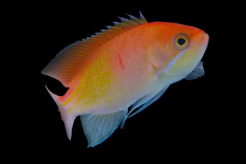 picture of Flame Anthias Male Med                                                                               Pseudanthias ignitus