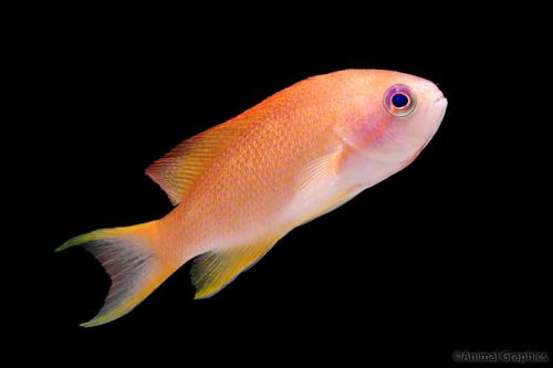 picture of Lyretail Anthias Female Med                                                                          Pseudanthias squamipinnis