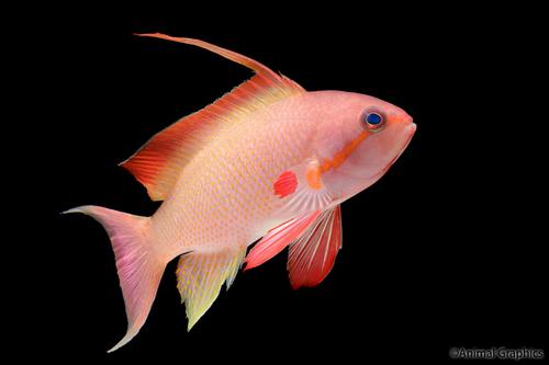 picture of Lyretail Anthias Male Med                                                                            Pseudanthias squamipinnis