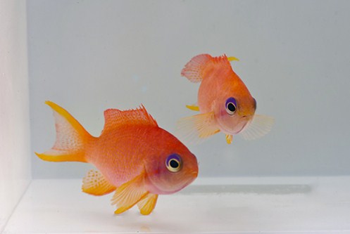 picture of Pink Anthias Sml                                                                                     Pseudanthias spp.