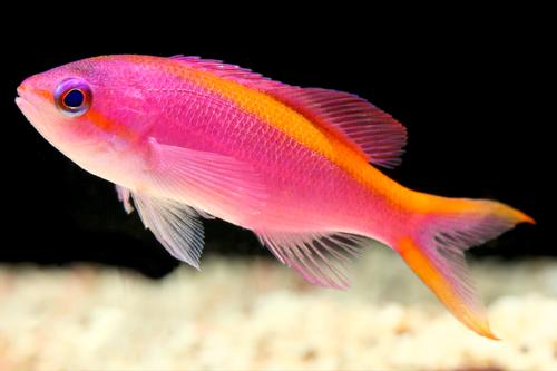 picture of Purple Queen Anthias Tny                                                                             Pseudanthias pascalus