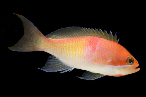 picture of Red Belted Anthias Sml                                                                               Pseudanthias rubrizonatus