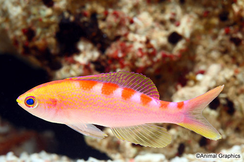 picture of Tiger Queen Anthias Sml                                                                              Pseudanthias lori