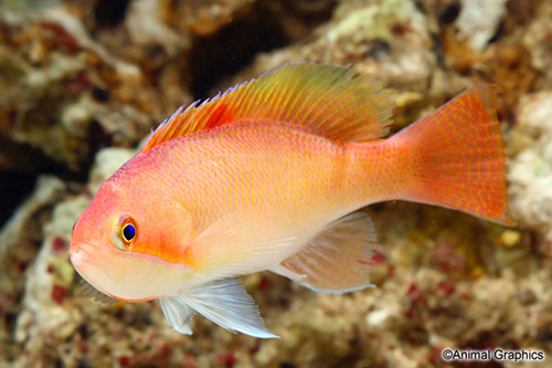 picture of Stocky Anthias Male Lrg                                                                              Pseudanthias hypselosoma