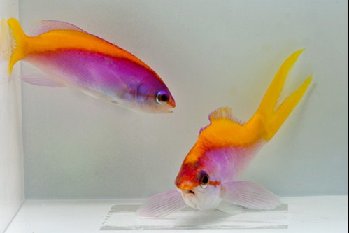 picture of Pictilis Anthias Female Sml                                                                          Pseudanthias pictilis