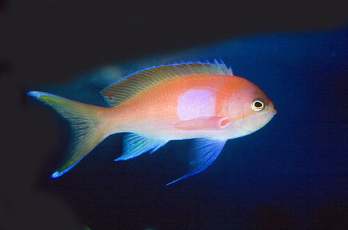 picture of Square Anthias Sml                                                                                   Pseudanthias pleurotaenia