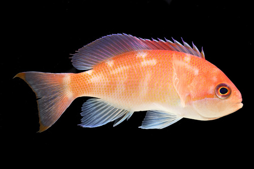 picture of Blue Eye Anthias Sml                                                                                 Pseudanthias truncatus