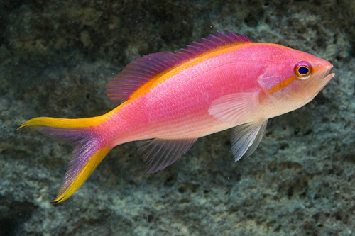 picture of Yellowstripe Tuka Anthias Sml                                                                        Pseudanthias tuka