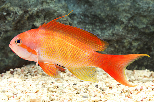 picture of Pink Anthias Red Sea Sml                                                                             Pseudanthias squamipinnis