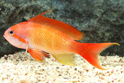 picture of Pink Anthias Red Sea Med                                                                             Pseudanthias squamipinnis