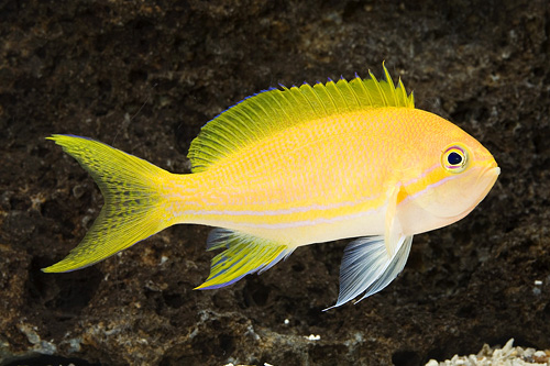 picture of Orange Stripe Anthias Med                                                                            Pseudanthias pleurotaenia