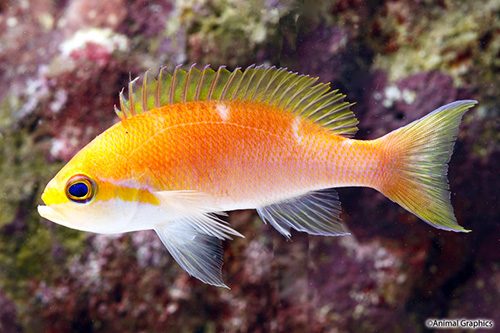 picture of Randall's Anthias Male Sml                                                                           Pseudanthias randalli