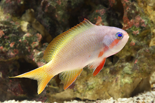 picture of Redcheek Anthias Sml                                                                                 Pseudanthias huchti