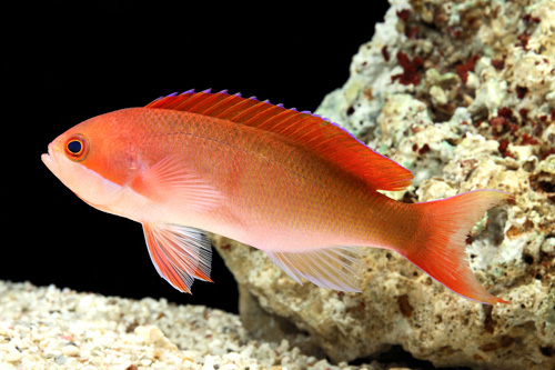 picture of Red Bar Anthias Med                                                                                  Pseudanthias cooperi