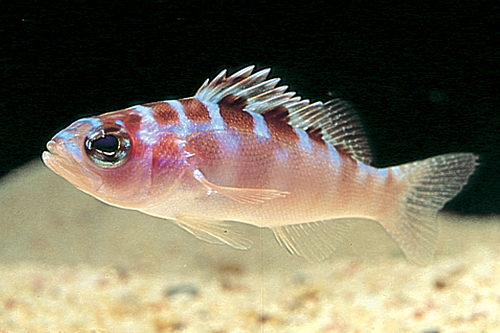 picture of Chalk Basslet Sml                                                                                    Serranus tortugarum