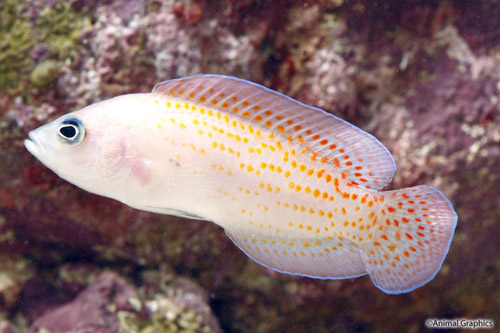 picture of Cherry Spot Dottyback Med                                                                            Pholidochromis cerasina