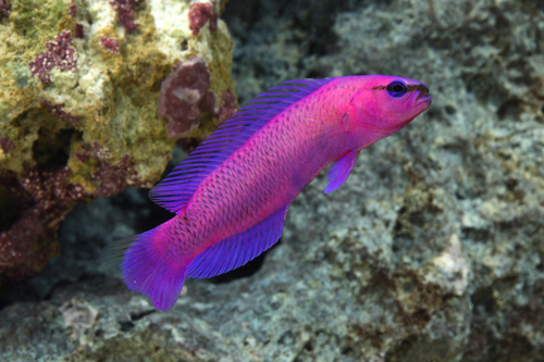 picture of Fridmani Pseudochromis Tank Raised Sml                                                               Pseudochromis fridmani