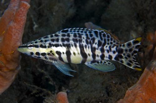 picture of Harlequin Bass Sml                                                                                   Serranus tigrinus
