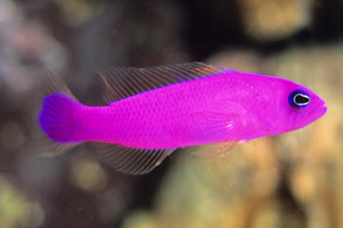 picture of Purple Pseudochromis Med                                                                             Pictichromis porphyrea