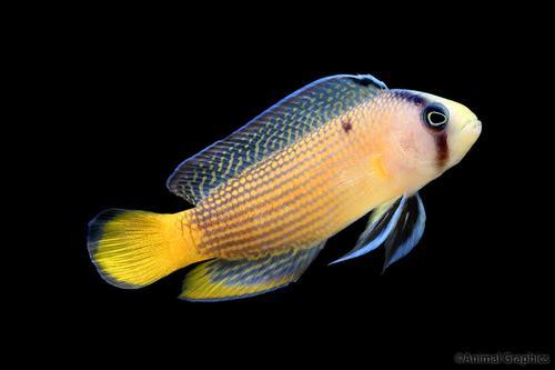 picture of Splendid Pseudochromis Sml                                                                           Manonichthys splendens