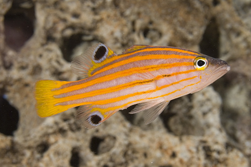 picture of Swale's Basslet Med                                                                                  Liopropoma swalesi