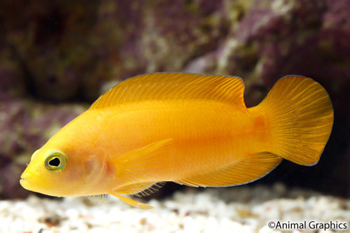 picture of Yellow Pseudochromis Sml                                                                             Pseudochromis fuscus