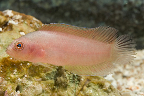 picture of Assorted Basslet Bali Sml                                                                            Pseudochromis sp.