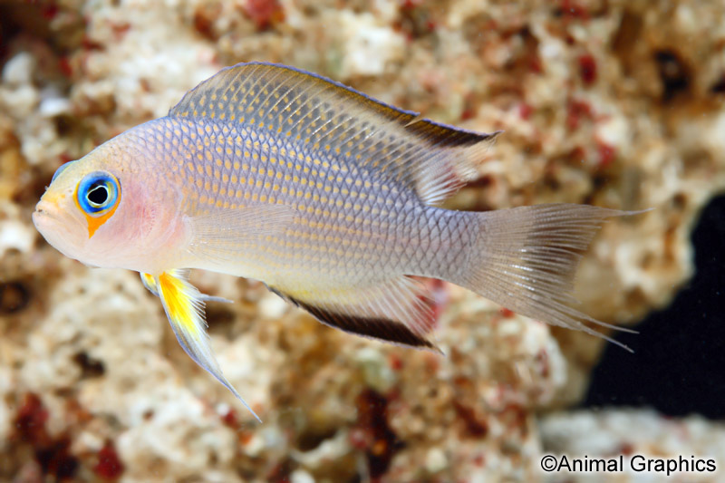 picture of Longfin Dottyback Sml                                                                                Manonichthys polynemus