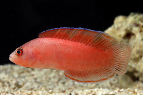 picture of Oblique Basslet Vanuatu Sml                                                                          Cypho purpurascens