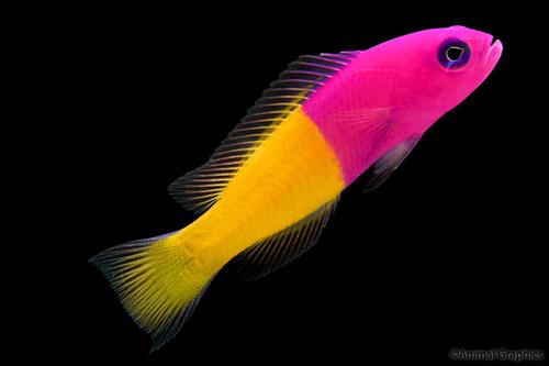 picture of Royal Rainbow Dottyback Med                                                                          Pseudochromis splendens