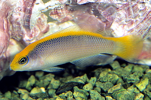 picture of Sunrise Dottyback Tank Raised Sml                                                                    Pseudochromis flavivertex