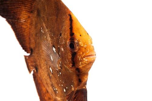 picture of Orbic Batfish Sml                                                                                    Platax orbicularis