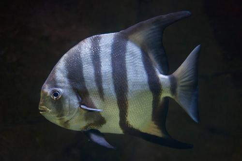 picture of Spadefish Med                                                                                        Chaetodipterus faber